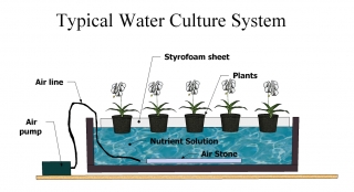 Typical Water Culture System