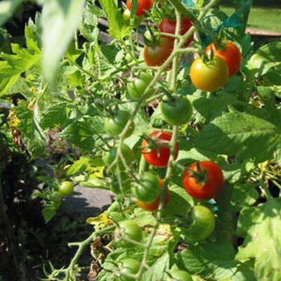 Growing your own Hydroponic Tomatoes | Hydroponics Blog - Hydroponics ...
