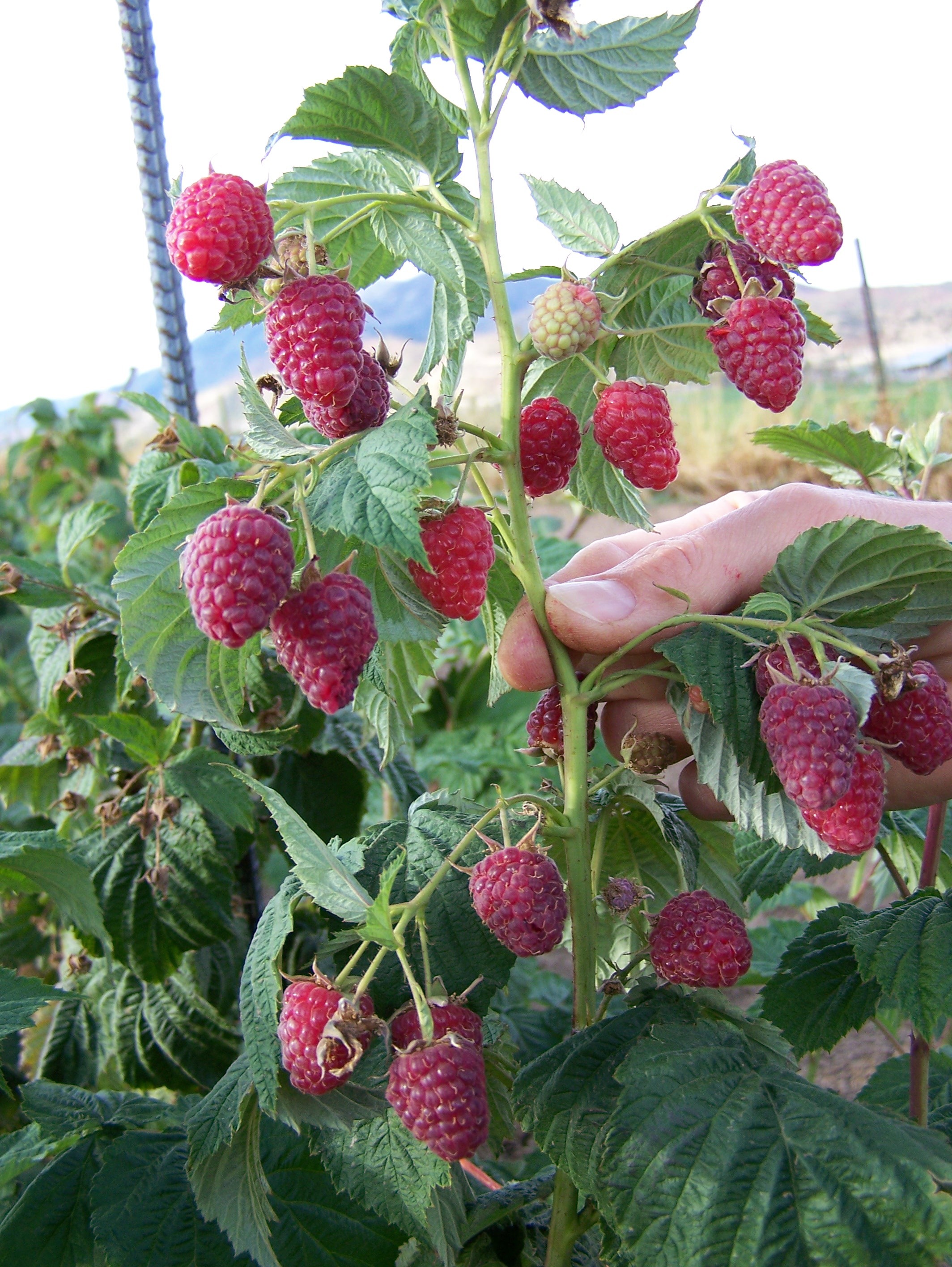 Growing Hydroponic Raspberries, part 1 | Hydroponics Blog - Hydroponics