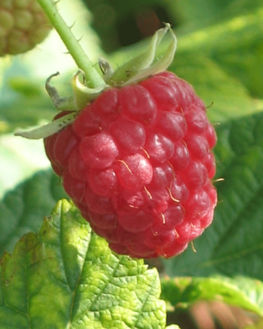 Growing Hydroponic Raspberries, part 1 | Hydroponics Blog ...