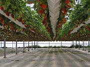 Click image for larger version

Name:	Hydroponic_Grown_IPM_Strawberrys.jpg
Views:	1907
Size:	99.4 KB
ID:	1037
