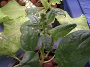 Click image for larger version

Name:	spinach bud.jpg
Views:	919
Size:	91.2 KB
ID:	1091