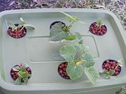 Click image for larger version

Name:	Hydroponics 001.jpg
Views:	885
Size:	92.1 KB
ID:	1194