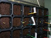 Click image for larger version

Name:	Hydroponics 003.jpg
Views:	828
Size:	97.2 KB
ID:	1200