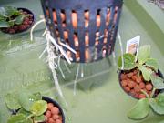 Click image for larger version

Name:	hydroponics 002.jpg
Views:	821
Size:	87.5 KB
ID:	1219