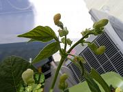 Click image for larger version

Name:	hydroponics 003.jpg
Views:	546
Size:	82.4 KB
ID:	1245
