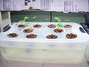 Click image for larger version

Name:	hydroponics 009.jpg
Views:	574
Size:	91.8 KB
ID:	1248