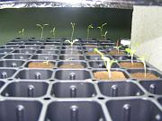 Click image for larger version

Name:	hydroponics 010.jpg
Views:	551
Size:	89.7 KB
ID:	1249