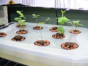 Click image for larger version

Name:	hydroponics 001.jpg
Views:	608
Size:	91.3 KB
ID:	1267