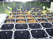 Click image for larger version

Name:	hydroponics 002.jpg
Views:	600
Size:	90.3 KB
ID:	1268