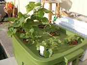 Click image for larger version

Name:	hydroponics 007.jpg
Views:	588
Size:	94.2 KB
ID:	1269