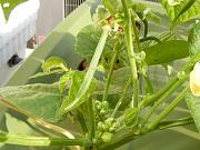 Click image for larger version

Name:	hydroponics 009.jpg
Views:	596
Size:	88.9 KB
ID:	1270