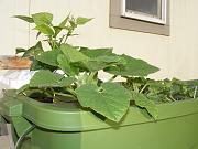 Click image for larger version

Name:	hydroponics 010.jpg
Views:	605
Size:	91.7 KB
ID:	1271
