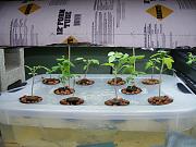 Click image for larger version

Name:	hydroponics 002.jpg
Views:	607
Size:	94.4 KB
ID:	1279