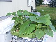 Click image for larger version

Name:	hydroponics 004.jpg
Views:	635
Size:	94.7 KB
ID:	1280
