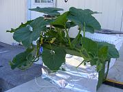 Click image for larger version

Name:	hydroponics 002.jpg
Views:	585
Size:	92.6 KB
ID:	1290