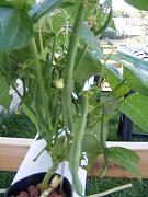 Click image for larger version

Name:	hydroponics 006.jpg
Views:	588
Size:	88.2 KB
ID:	1292