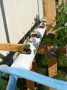 Click image for larger version

Name:	hydroponics 002.jpg
Views:	916
Size:	94.5 KB
ID:	1294