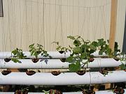 Click image for larger version

Name:	hydroponics 004.jpg
Views:	879
Size:	94.7 KB
ID:	1296