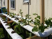 Click image for larger version

Name:	hydroponics 008.jpg
Views:	914
Size:	97.0 KB
ID:	1297