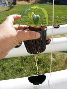 Click image for larger version

Name:	hydroponics 007.jpg
Views:	903
Size:	97.3 KB
ID:	1298