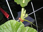 Click image for larger version

Name:	hydroponics 002.jpg
Views:	758
Size:	88.1 KB
ID:	1317