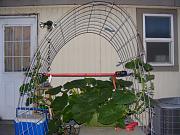 Click image for larger version

Name:	hydroponics 004.jpg
Views:	929
Size:	95.2 KB
ID:	1318