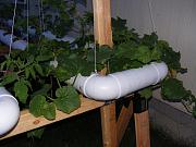 Click image for larger version

Name:	hydroponics 011.jpg
Views:	829
Size:	92.9 KB
ID:	1320