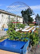 Click image for larger version

Name:	hydroponics 005.jpg
Views:	976
Size:	100.3 KB
ID:	1342