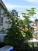 Click image for larger version

Name:	hydroponics 004.jpg
Views:	868
Size:	96.6 KB
ID:	1351