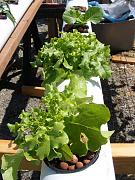 Click image for larger version

Name:	hydroponics 010.jpg
Views:	888
Size:	96.4 KB
ID:	1355