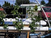 Click image for larger version

Name:	hydroponics 012.jpg
Views:	889
Size:	99.8 KB
ID:	1357