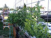 Click image for larger version

Name:	hydroponics 023.jpg
Views:	745
Size:	98.7 KB
ID:	1382