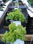 Click image for larger version

Name:	hydroponics 027.jpg
Views:	785
Size:	94.5 KB
ID:	1383