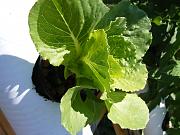 Click image for larger version

Name:	hydroponics 014.jpg
Views:	804
Size:	90.0 KB
ID:	1407