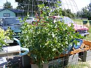 Click image for larger version

Name:	hydroponics 003.jpg
Views:	922
Size:	102.7 KB
ID:	1408