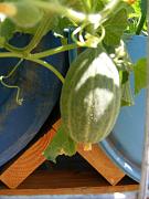 Click image for larger version

Name:	hydroponics 004.jpg
Views:	909
Size:	81.9 KB
ID:	1409
