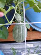 Click image for larger version

Name:	hydroponics 009.jpg
Views:	768
Size:	91.5 KB
ID:	1450