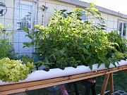 Click image for larger version

Name:	hydroponics 013.jpg
Views:	817
Size:	99.6 KB
ID:	1457
