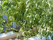 Click image for larger version

Name:	hydroponics 010.jpg
Views:	770
Size:	103.3 KB
ID:	1606
