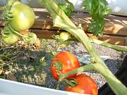 Click image for larger version

Name:	hydroponics 009.jpg
Views:	807
Size:	96.7 KB
ID:	1657