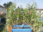 Click image for larger version

Name:	hydroponics 007.jpg
Views:	716
Size:	101.0 KB
ID:	1662