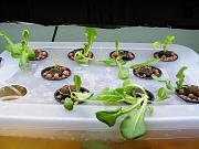 Click image for larger version

Name:	hydroponics 001.jpg
Views:	1013
Size:	89.9 KB
ID:	1664