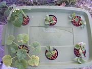 Click image for larger version

Name:	hydroponics 001.jpg
Views:	810
Size:	93.8 KB
ID:	2065