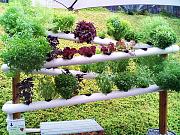 Click image for larger version

Name:	vertical-gardens.jpg
Views:	8148
Size:	78.5 KB
ID:	2168