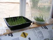 Click image for larger version

Name:	1013 seedlings 004.jpg
Views:	1688
Size:	91.7 KB
ID:	2518