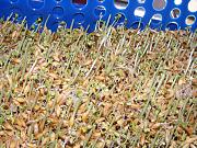 Click image for larger version

Name:	1013 seedlings 002.jpg
Views:	1487
Size:	103.7 KB
ID:	2521