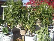 Click image for larger version

Name:	Day 150 -  Tomatoes everywhere!.jpg
Views:	1707
Size:	92.4 KB
ID:	2677