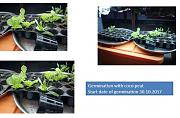Click image for larger version

Name:	Germination.JPG
Views:	1241
Size:	66.8 KB
ID:	3048