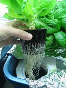 Click image for larger version

Name:	Hydroponics 0042.jpg
Views:	1019
Size:	95.0 KB
ID:	59